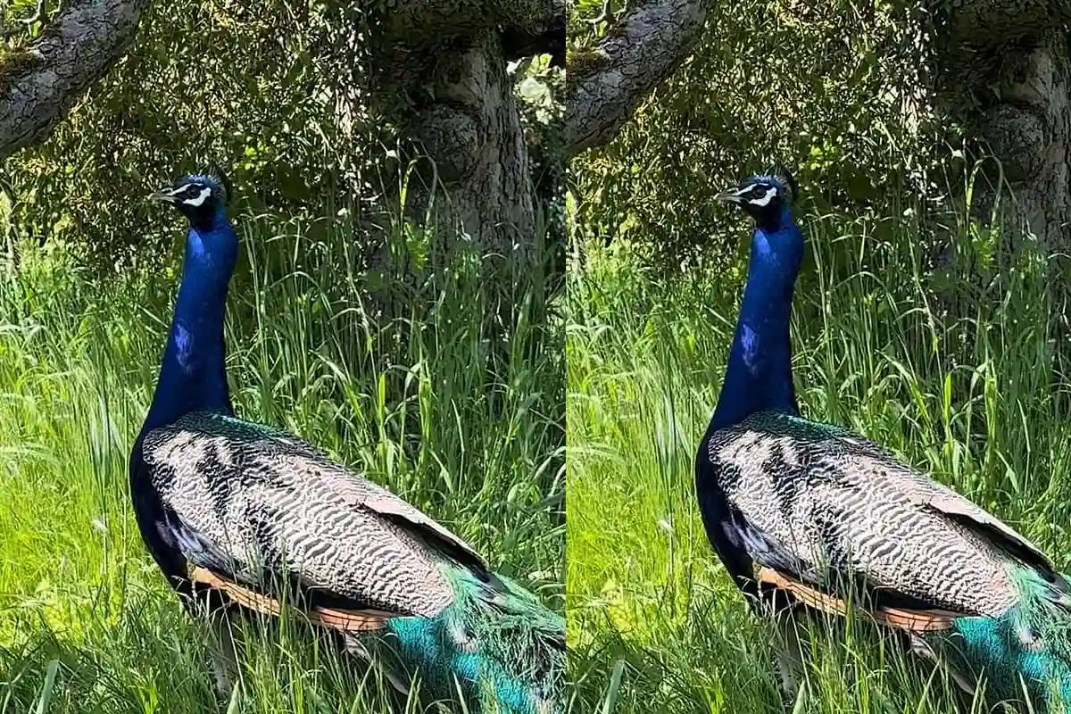 Sadistic Yobs Brutally Slay Beloved Pet Peacock in Shocking Act of Animal Cruelty in Residential Neighborhood
