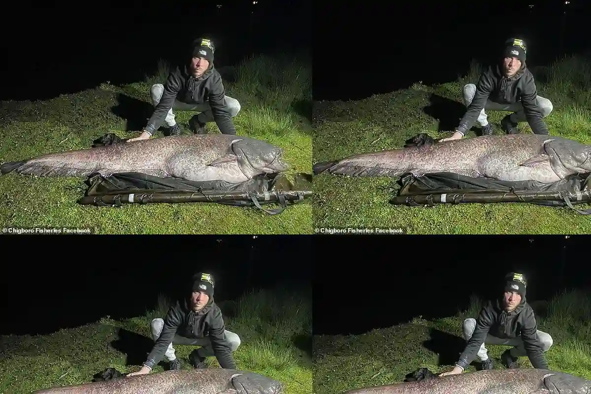 Amateur Angler Darren Reitz Makes History with Record-Breaking 143lb Catfish Catch at Chigborough Lake in Essex