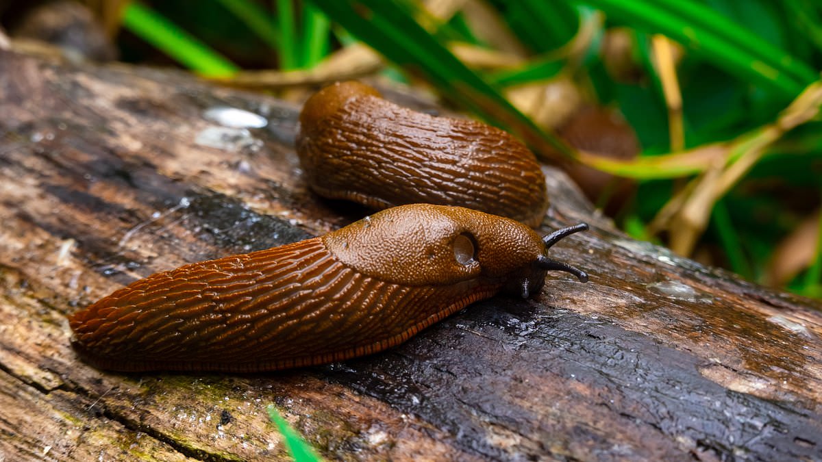 Britain’s Gardens Battle Relentless Slug Invasion as Damp Weather Creates Perfect Breeding Ground Across the Country