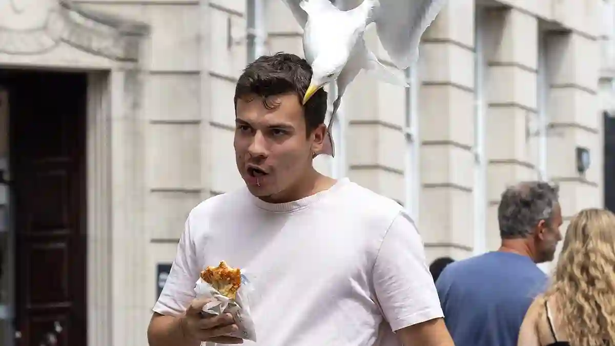Seagull Named Greg Aggressively Snatches Lunches from Greggs Customers in Bournemouth