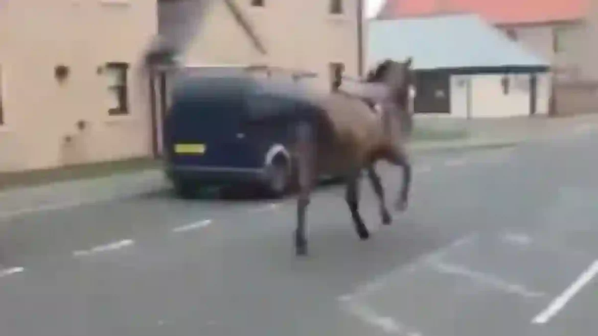 Musselburgh’s Virgin Bet Christmas Jumper Raceday Turns into Chaos as Rufio the Racehorse Escapes and Gallops Through Prestonpans