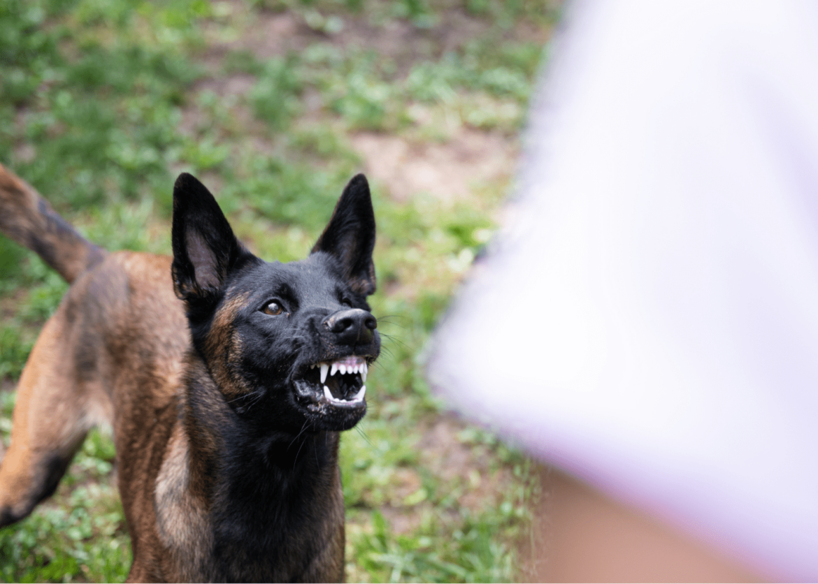 What Does a Dog Bite Injury Lawyer in Charlotte Do to Help You Recover Compensation?