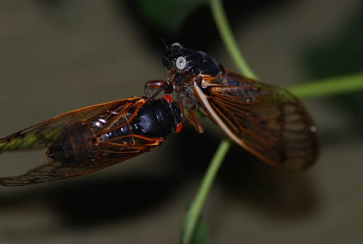 Billions of Brood XIV Cicadas Set to Emerge in 13 US States This Spring, Causing a Loud Buzz and Ecological Disruption