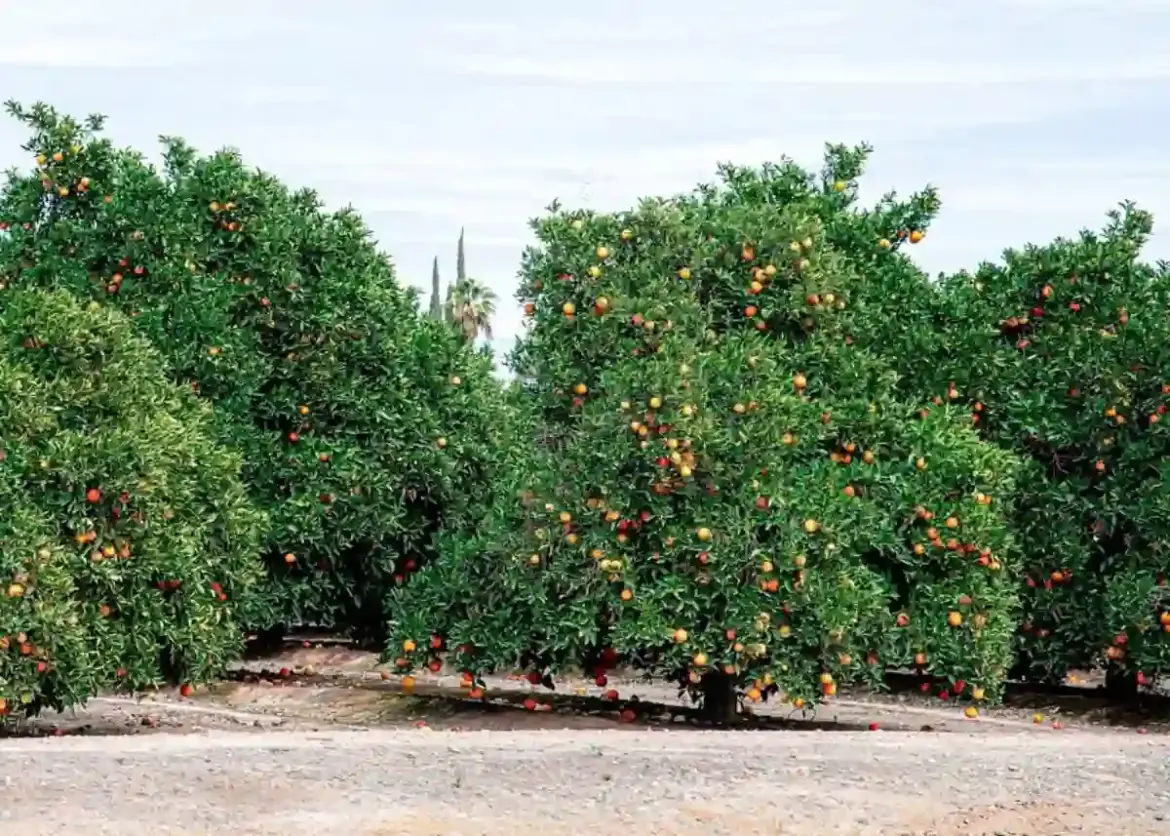 South African Citrus Industry Struggles with Underperforming Infrastructure and Rising Demand for Efficient Supply Chains