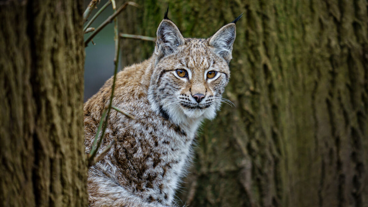 Suspected Illegal Release of Two Lynx in the Cairngorms National Park Sparks Investigation and Public Safety Alerts