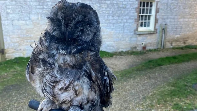 Pest Control Expert and Log Burner Specialist Rescue Soot-Covered Tawny Owl Trapped in Flue of Holiday Home in Upwey, Weymouth