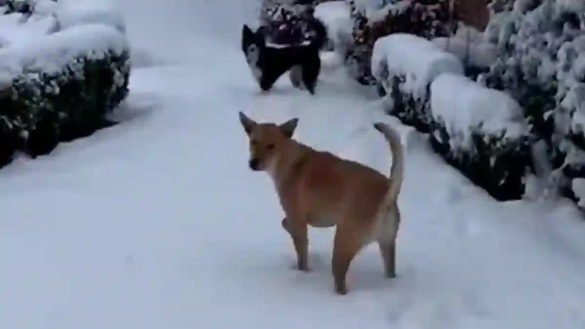 Rusty the Rescued Dog Experiences Snow for the First Time After Being Freed from Life on a Chain in the Thai Jungle and Settling in England