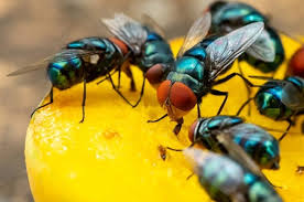 South Africans in Gauteng Complain About Increasing Fly Invasion as Pests Take Over Homes and Streets