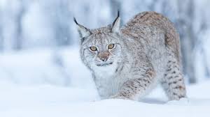 Police Launch Investigation After Two More Lynx Are Spotted in Highlands Following Recent Capture Near Kingussie