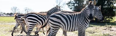 Visitors in Georgia Experience Unbelievable Zebra Chaos at Lake Hartwell Wildlife Safari When Animals Stick Their Heads in Their Car