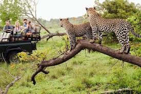 Visitors to Pilanesberg National Park Explore New Cultural Tours Led by Chief Nyalala Pilane to Discover the Bakgatla Tribe’s Rich History and Traditions in South Africa