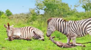 Zebra Stallion Attacks Newborn Foal While Mother Fights Back in Dramatic Footage Captured in Kruger National Park