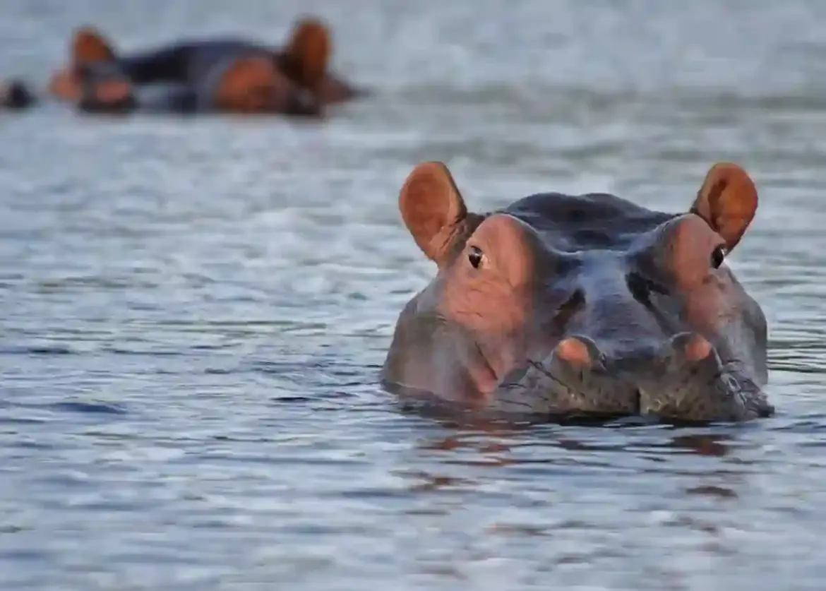 Three Suspected Poachers Enter Kruger National Park with Criminal Intent, One Dies in Hippo Attack