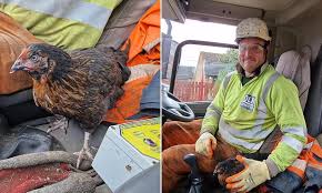 A Stowaway Hen Travels 25 Miles in the Back of a Lorry from Hartwell to Irthlingborough in a Real-Life Chicken Run Adventure