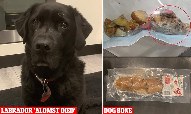 Black Labrador Parker survives life-threatening ordeal after pet treat gets stuck in stomach leaving Cheshire businessman with £3,500 vet bill