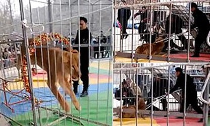 Circus Performance Turns Chaotic as Lioness Claws at Worker During Act in Yuncheng, Shanxi Province, China, Prompting Audience to Flee