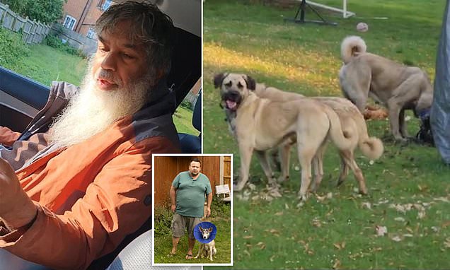 Labour Party Donor’s Giant Dogs Break Free in Croydon and Cause Chaos by Attacking a Jogger and Slaughtering Chickens