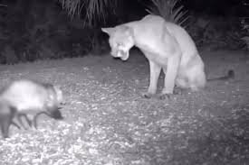 Florida Panther and Opossum Have Surprising Encounter in the Wild Captured on Camera in Florida