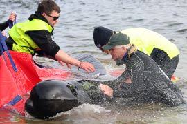 Horrific Shark Attack and Drowning Claim Lives of Two Russian Divers in the Philippines After They Are Separated by Powerful Undersea Currents