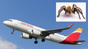 Iberia Pilot Bitten by Tarantula Mid-Flight on Journey from Dusseldorf to Madrid Leading to a Three-Hour Delay