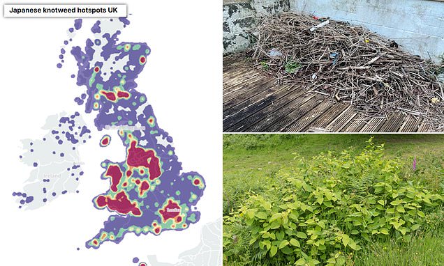 Japanese Knotweed Grows Rapidly Across the UK as Experts Warn of Increasing Damage to Homes and Infrastructure in Bolton and Beyond