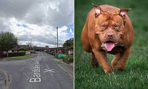 Pensioner Left with Serious Injuries After Two XL Bully Dogs Attack Him on Bardsley Avenue in Warrington