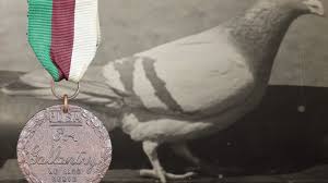 Pigeon Hero Tommy’s World War II Bravery Medal Sells for More Than £35,000 at Auction in Cumbria