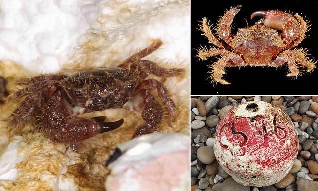 Rare Caribbean crab washes ashore on Chesil Beach after an incredible 4,000-mile journey across the Atlantic on a floating polystyrene buoy