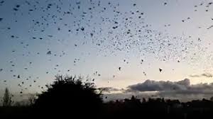 Residents of Rearsby in Leicestershire struggle as thousands of starlings bombard homes and cars with relentless droppings