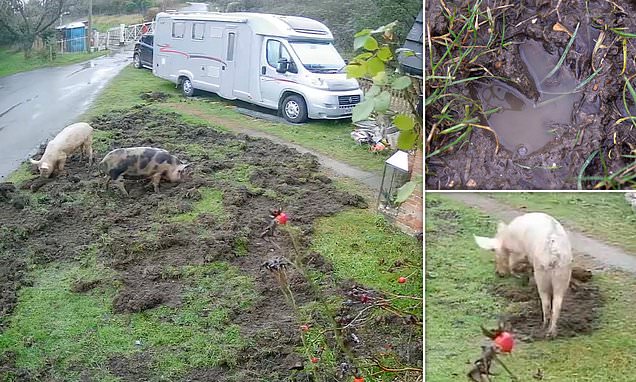 Garvestone residents frustrated as escaped pigs continue to damage gardens and threaten public safety near railway line