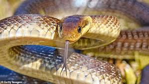 Scientists warn massive Aesculapian snakes are thriving inside homes and attics in North Wales