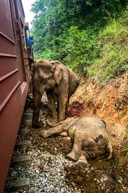 Sri Lankan Passenger Train Collides with Elephant Herd Killing Six Elephants and Derailing the Train in Habarana