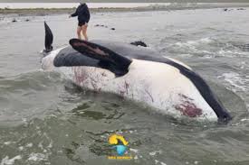 TikTok Video of Dead Orca Found on Yzerfontein Beach Sparks Speculation About Killer Whales Port and Starboard Hunting Behavior