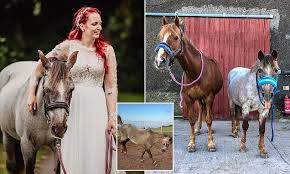 UK’s Oldest Horse Roana Celebrates 46th Birthday in Northern Ireland as Her Owner Reveals Secrets to Her Longevity