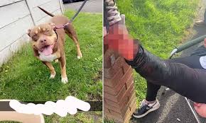 XL Bully Dog Breaks Into Home and Launches Vicious Attack on Mother and Her French Bulldog in Mountsorrel, Leicestershire