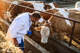 Ministry of Agriculture Urges South African Livestock Farmers to Limit Animal Movement Amid Ongoing Foot and Mouth Disease Outbreak in KwaZulu-Natal