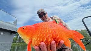 Pennsylvania Wildlife Officials Warn After Enormous Goldfish Is Found in Wild Waters of Presque Isle State Park