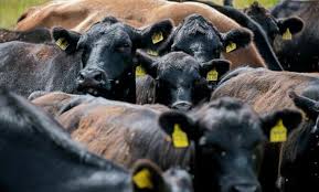 South African Ministry of Agriculture Urges Livestock Farmers to Limit Animal Movement Amid Ongoing Foot and Mouth Disease Outbreak in KwaZulu-Natal