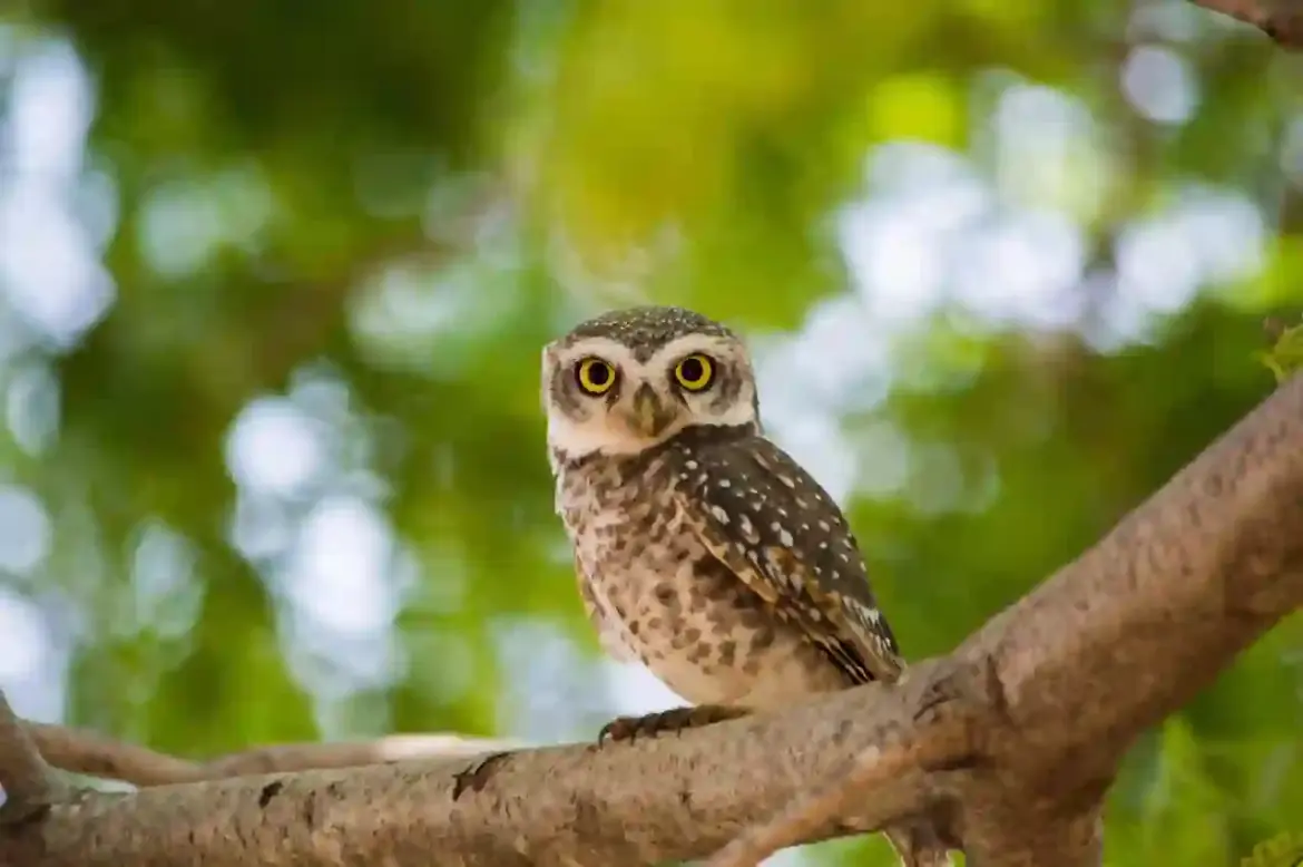 “Why Experts Warn Against Keeping Owls as Pets in Homes Across the United States Despite Their Mystical Appeal”