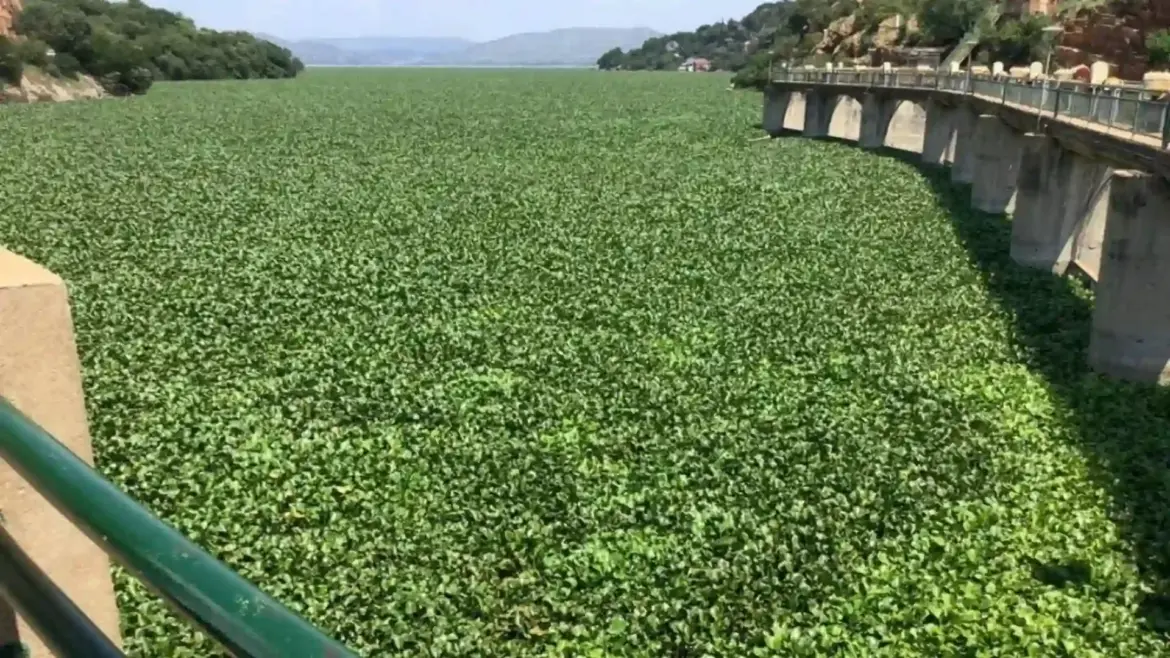 South African Government Collaborates with Rhodes University to Release Weevils in Hartbeespoort Dam for Water Hyacinth Control