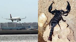 Woman Returns from Mexico and Is Stung by Scorpion at Boston Logan Airport’s Baggage Claim