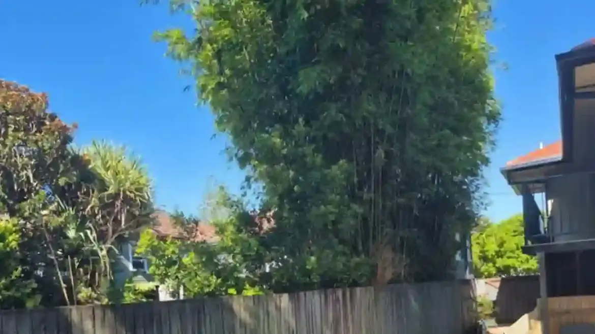 Australian homeowner battles massive bamboo invasion that blocks solar panels and drives up energy bills in New South Wales