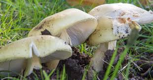 Expert Mycologist Explains How Deadly Death Cap Mushrooms Thrive Near Oak Trees in Victoria as Erin Patterson’s Murder Trial Unfolds in Morwell