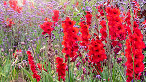 Gardeners across the UK discover how planting gladiolus bulbs in sunny garden beds brings vibrant summer color with minimal effort
