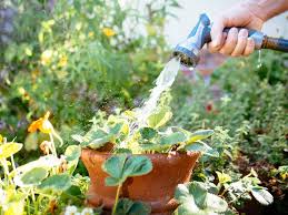 Gardeners in Temperate Regions Adjust Watering and Fertilization Techniques to Boost Flowering and Plant Health as June Temperatures Rise