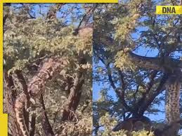 Giant snake shocks South Africans as it climbs massive tree in viral video spreading across the internet