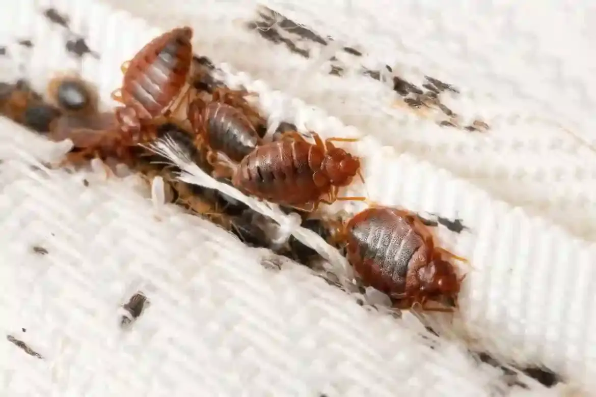 Harare City Council declares emergency as bed bug infestation spreads rapidly through Mbare flats in Zimbabwe’s capital