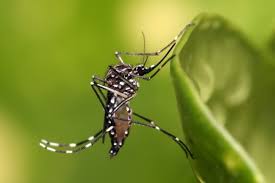 Hawaii Health Officials Confirm First Case of Zika Virus in Years and Monitor Additional Possible Infections on Oʻahu Island