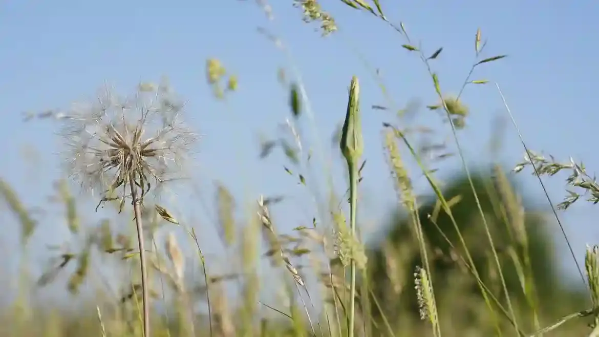 Health Experts Warn Hay Fever Sufferers in the UK About the Dangers of Unlicensed Kenalog Injections That Could Cause Serious Side Effects