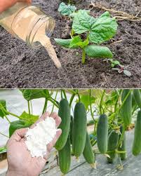 Home Gardeners Use Baking Soda to Treat Yellowing Cucumber Leaves and Fight Fungal Diseases in Backyard Gardens